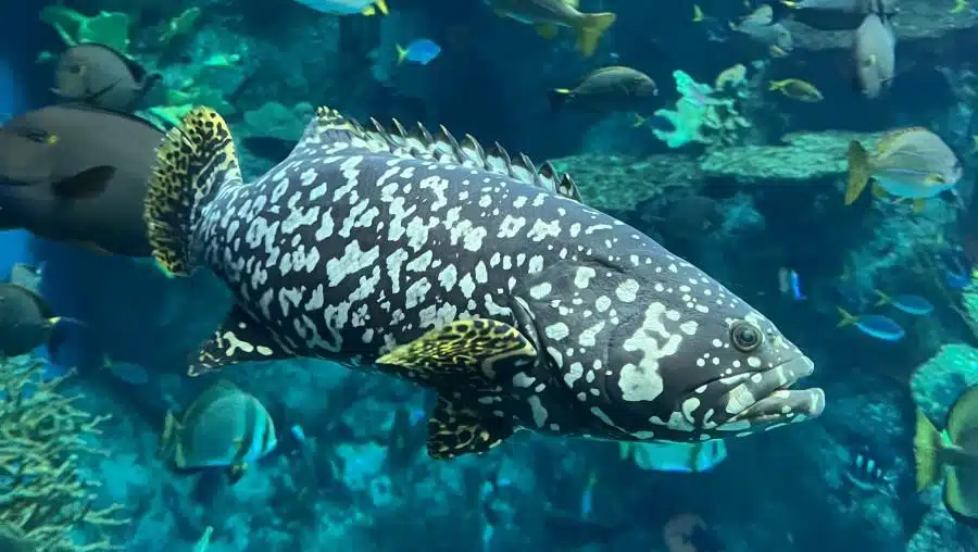 Queensland_Grouper