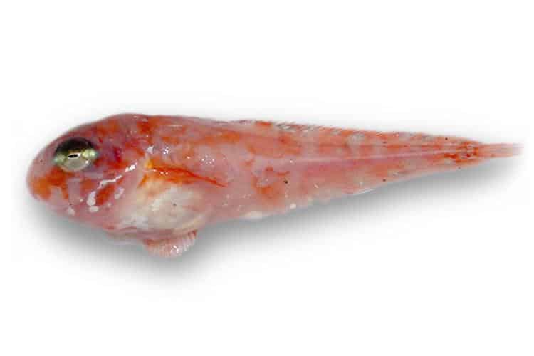 Quilled_Snailfish