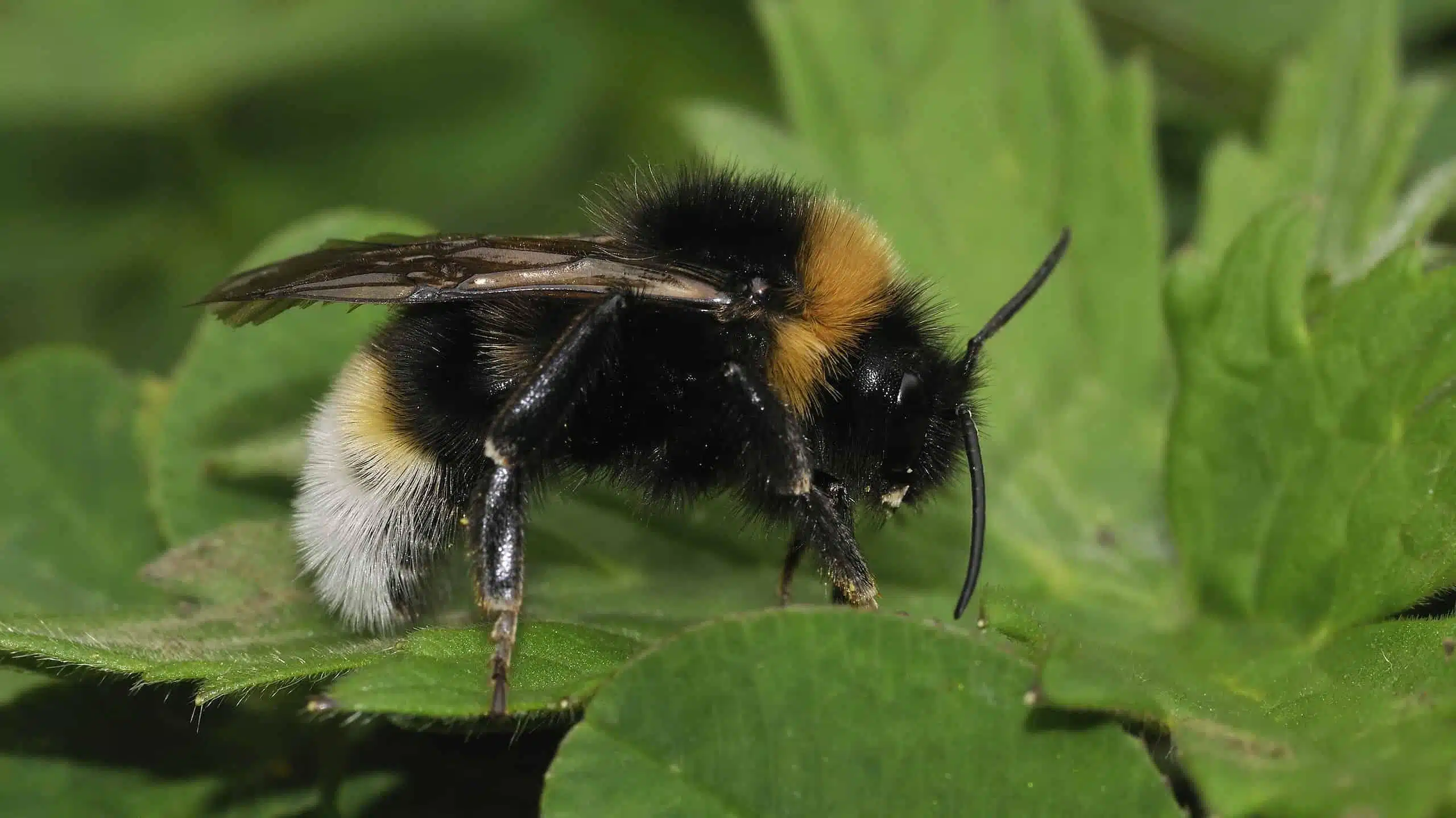 Vestal_Cuckoo_Bumblebee