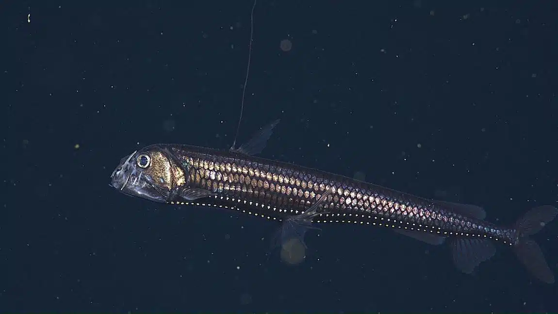 Viperfish