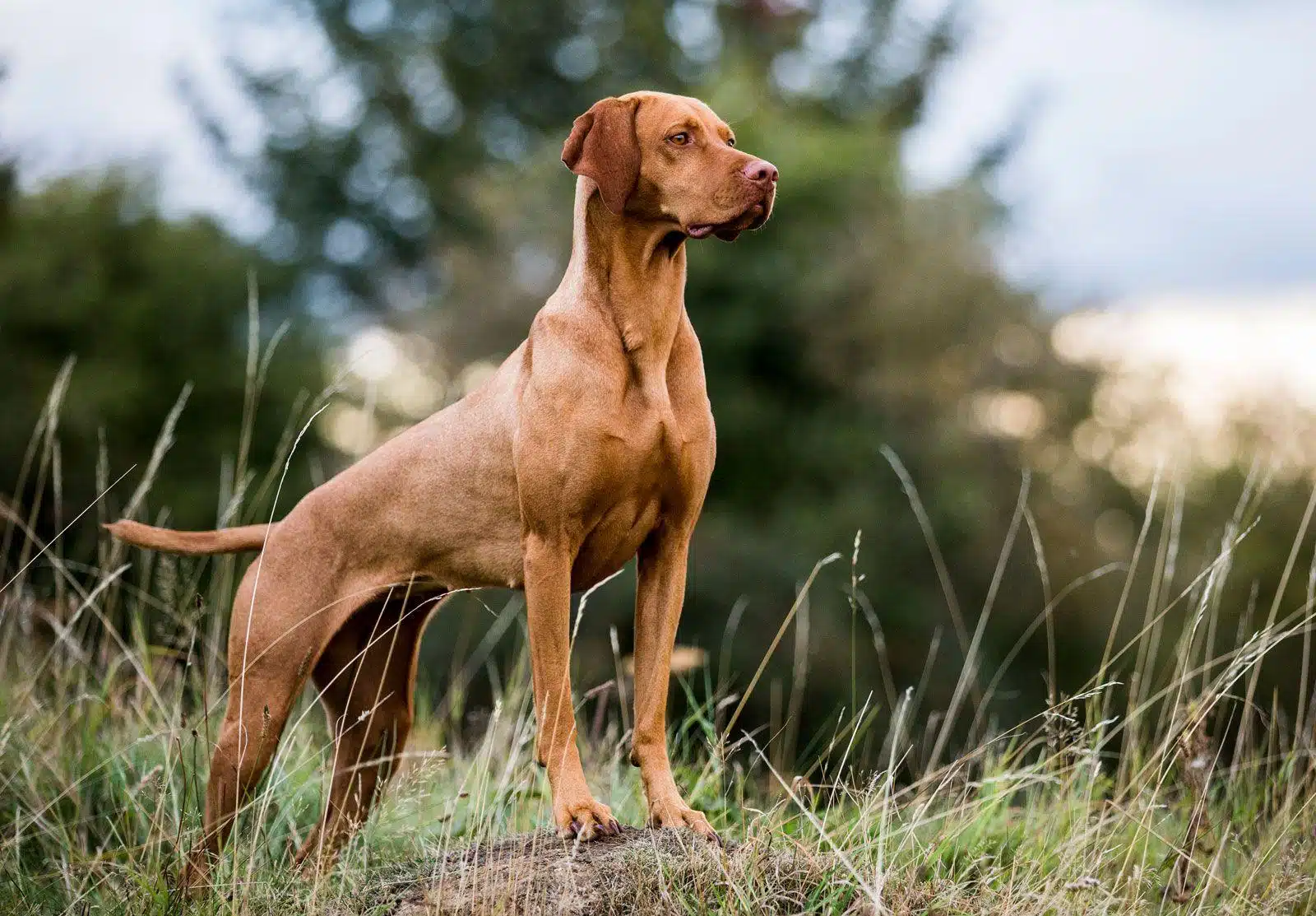 Vizsla