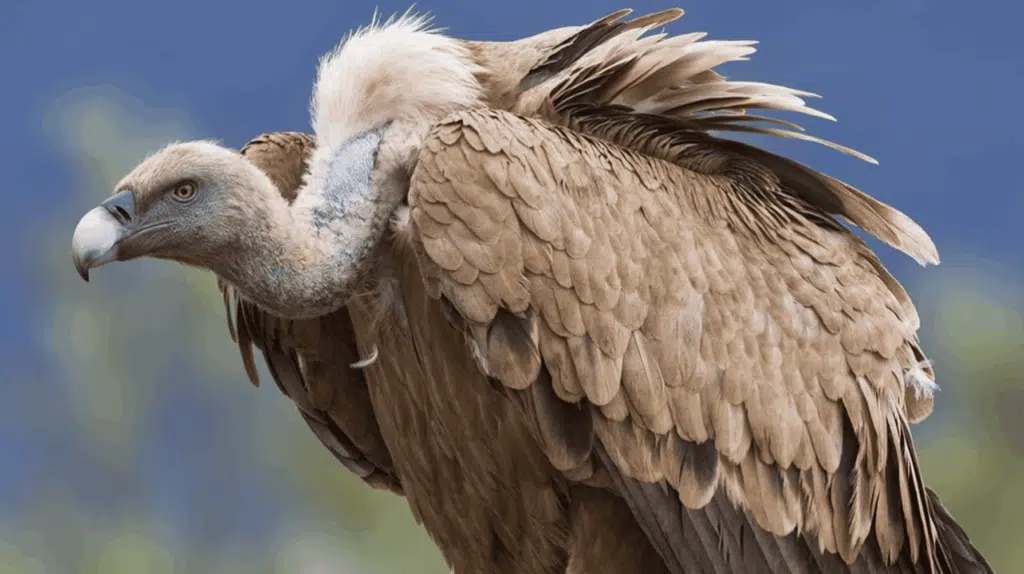 Vulture