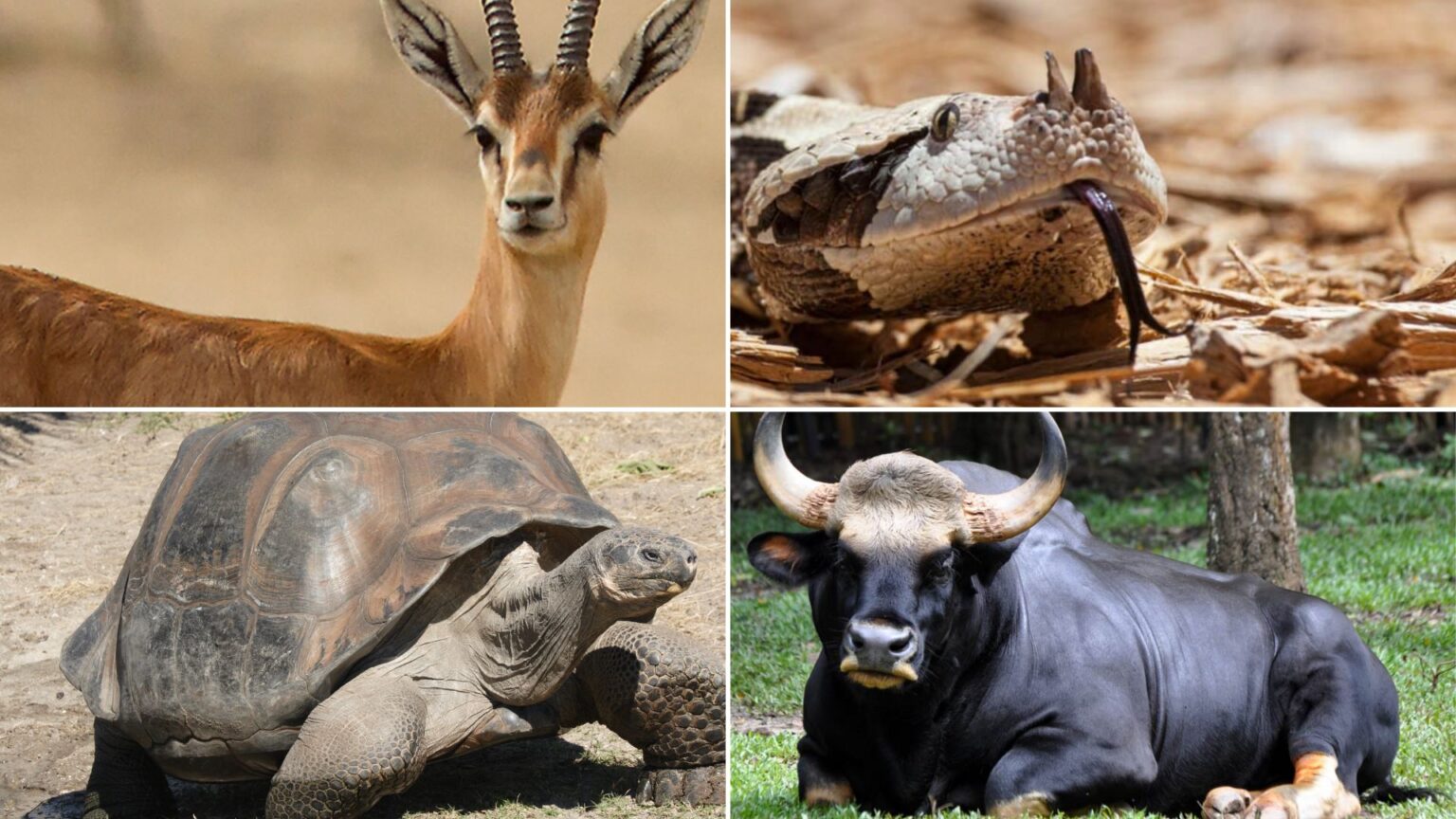 50 Animals Beginning with 'G' Meredith Plays