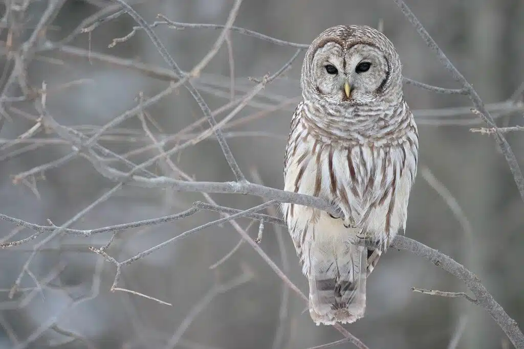 Barred_Owl