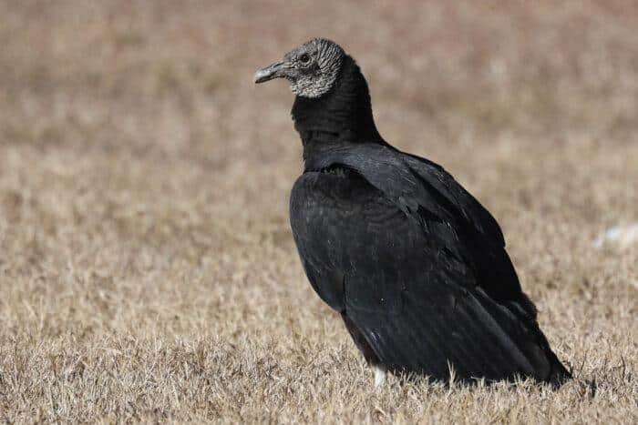 Black_Vulture
