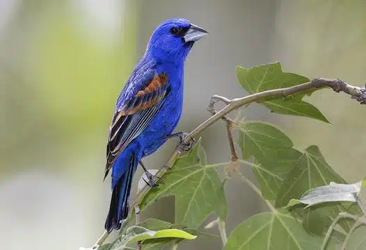 Blue_Grosbeak