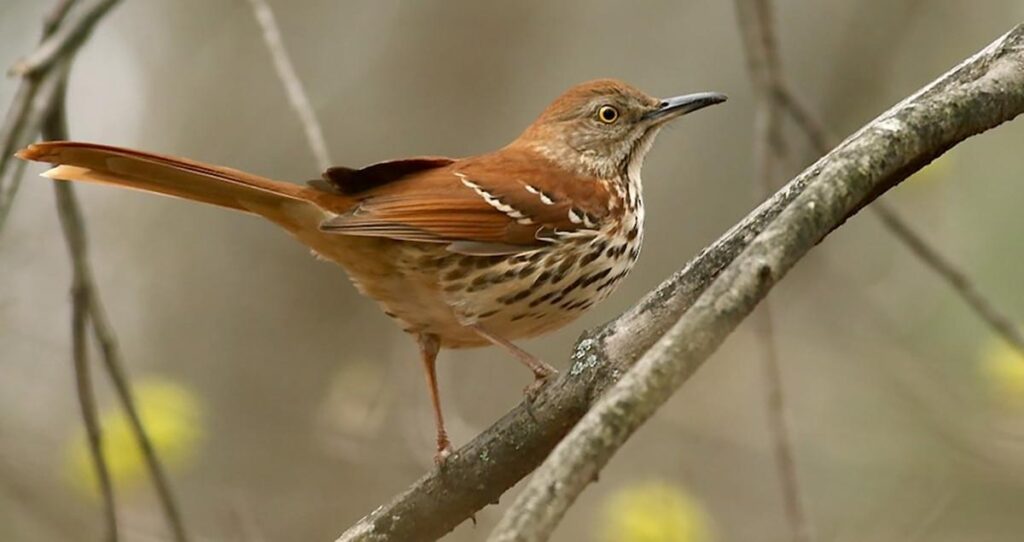 Brown_Thrasher