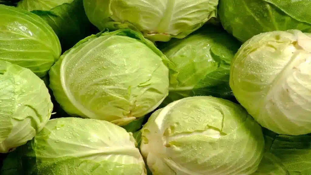 Cabbage