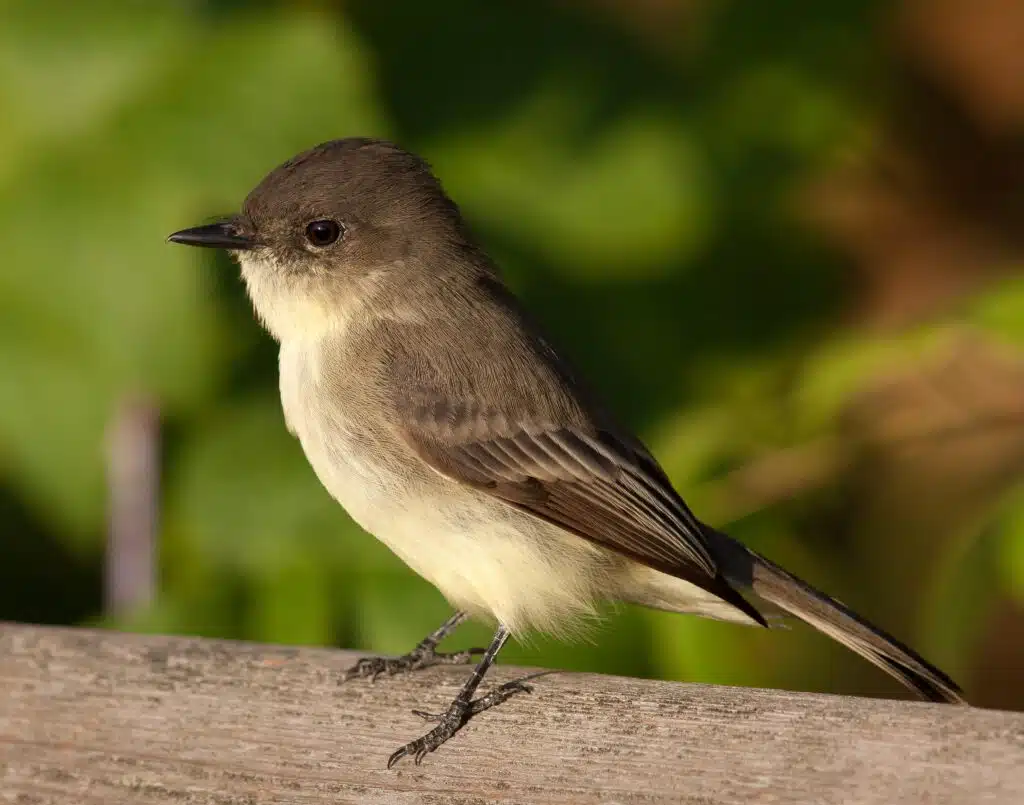 Eastern_Phoebe
