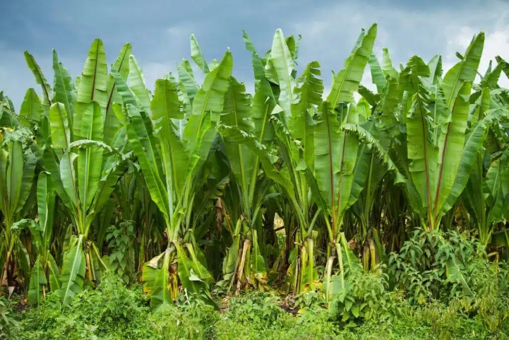 Enset_False_Banana