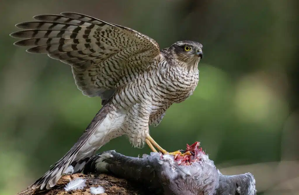 Eurasian_Sparrowhawk