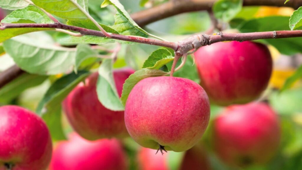 Fuji_Apple
