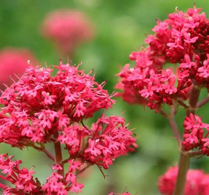Kentranthus_Red_Valerian