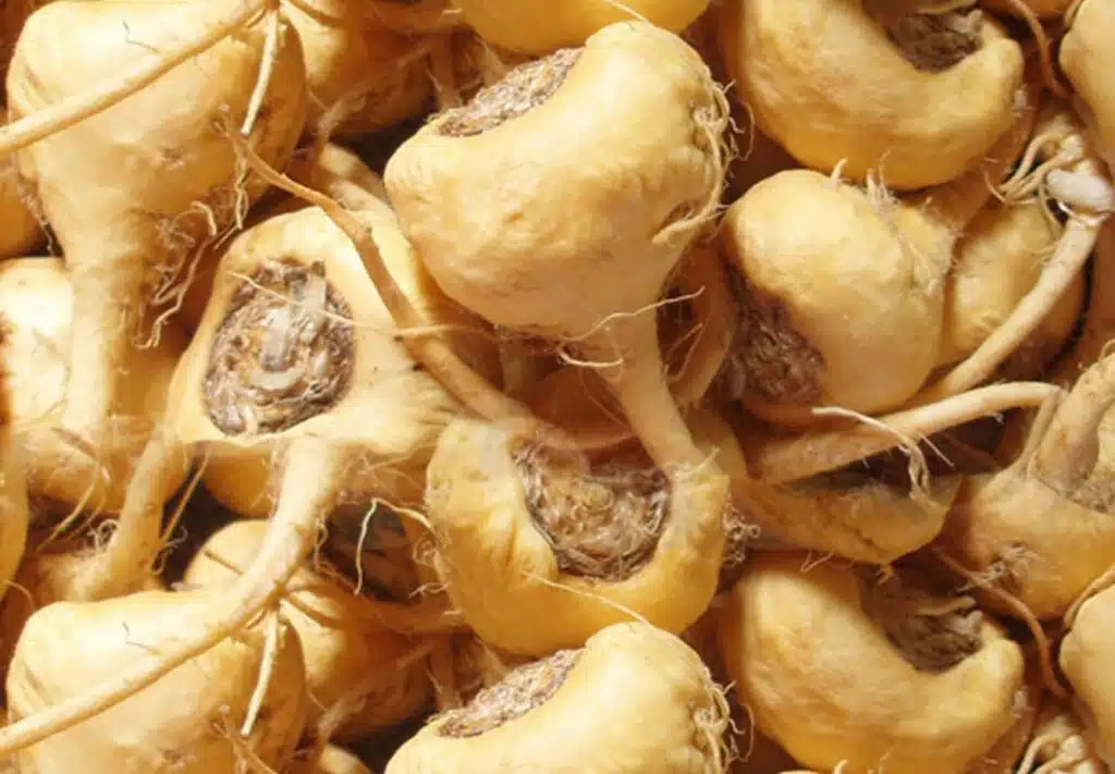 Maca_Root