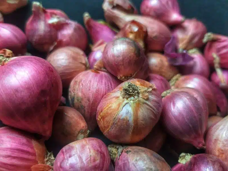 Madras_Onion