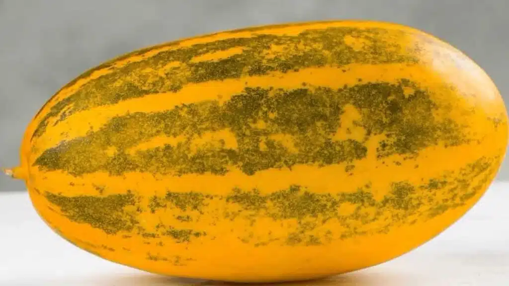 Malabar_Cucumber