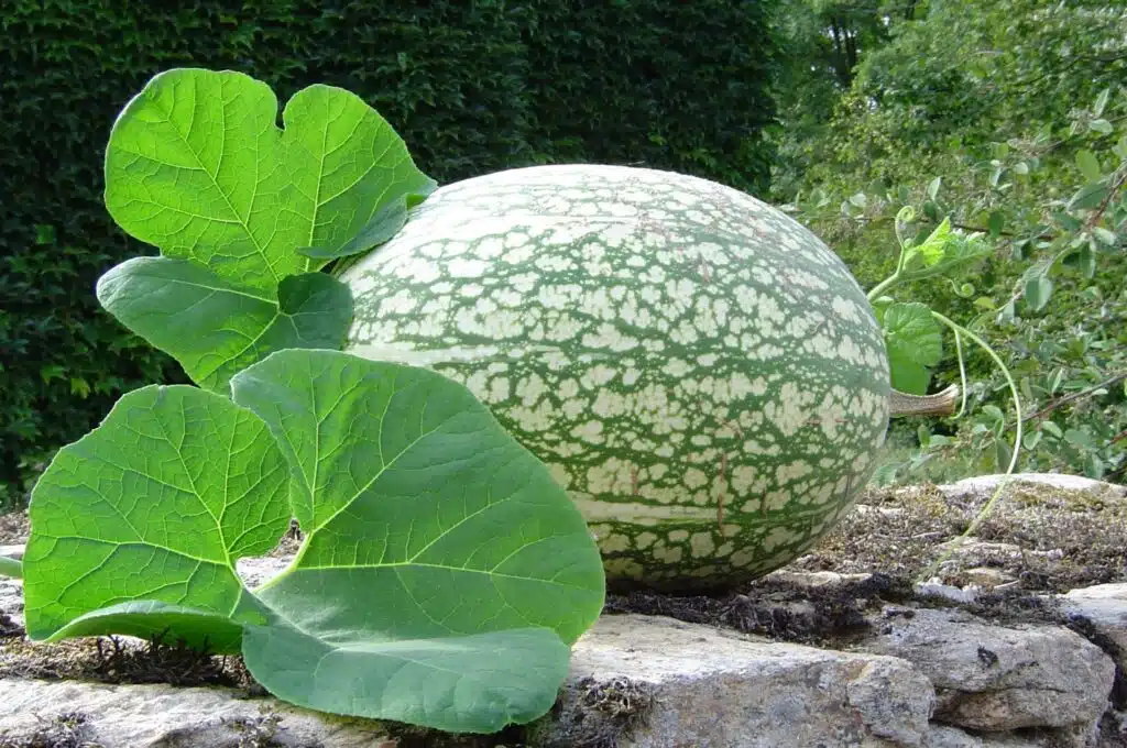 Malabar_Gourd