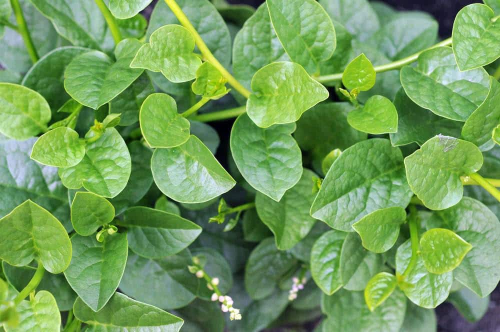 Malabar_Spinach