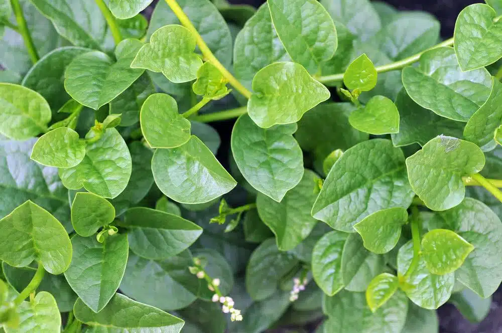 Malabar_Spinach