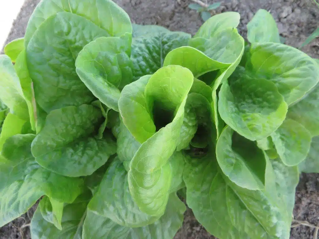 Manoa_Lettuce