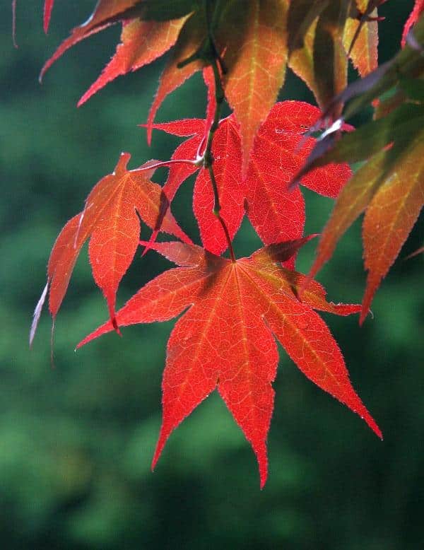 Maple_Acer