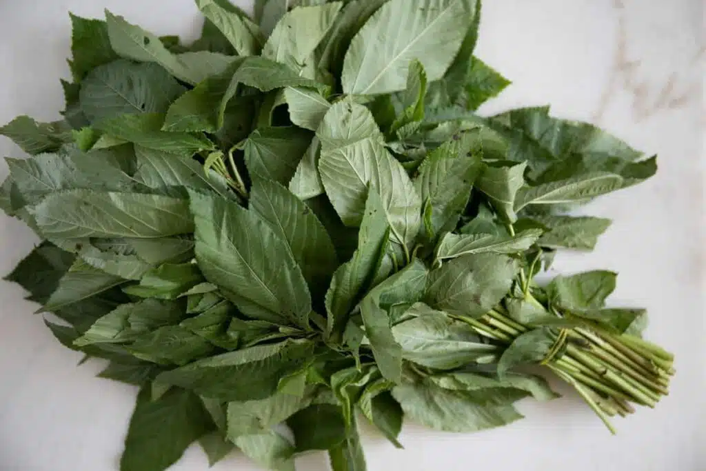 Melokhia_Jute_Leaves