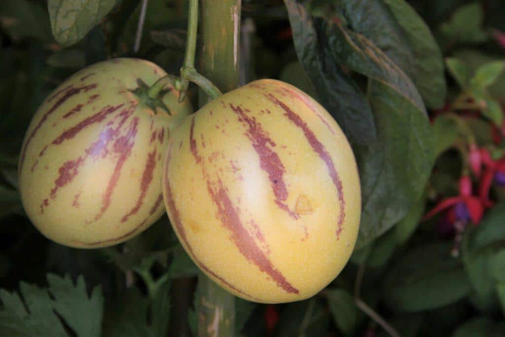 Melon_Pear_Pepino