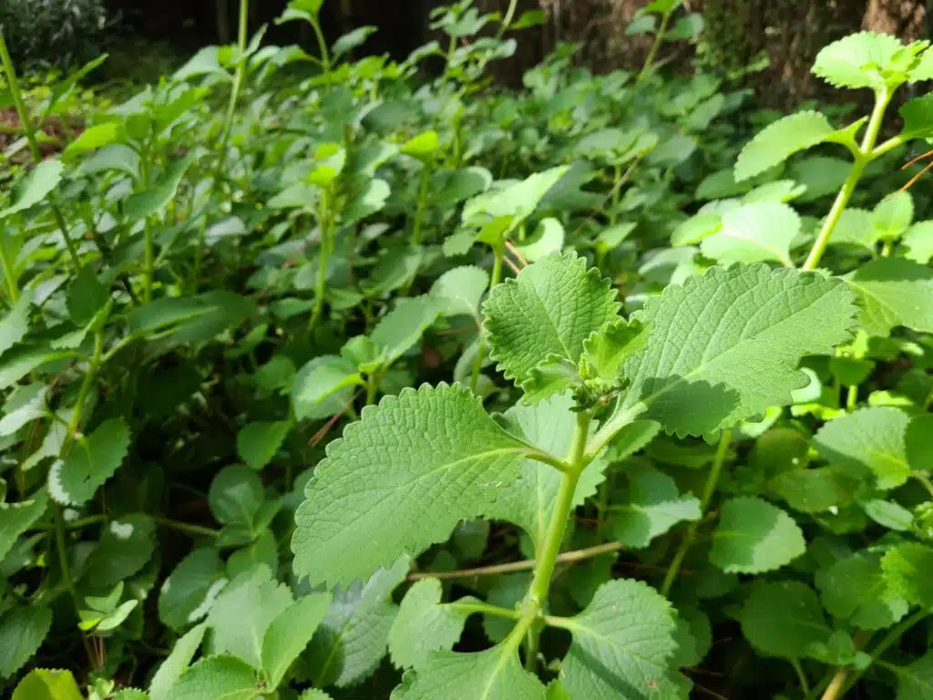Mexican_Mint