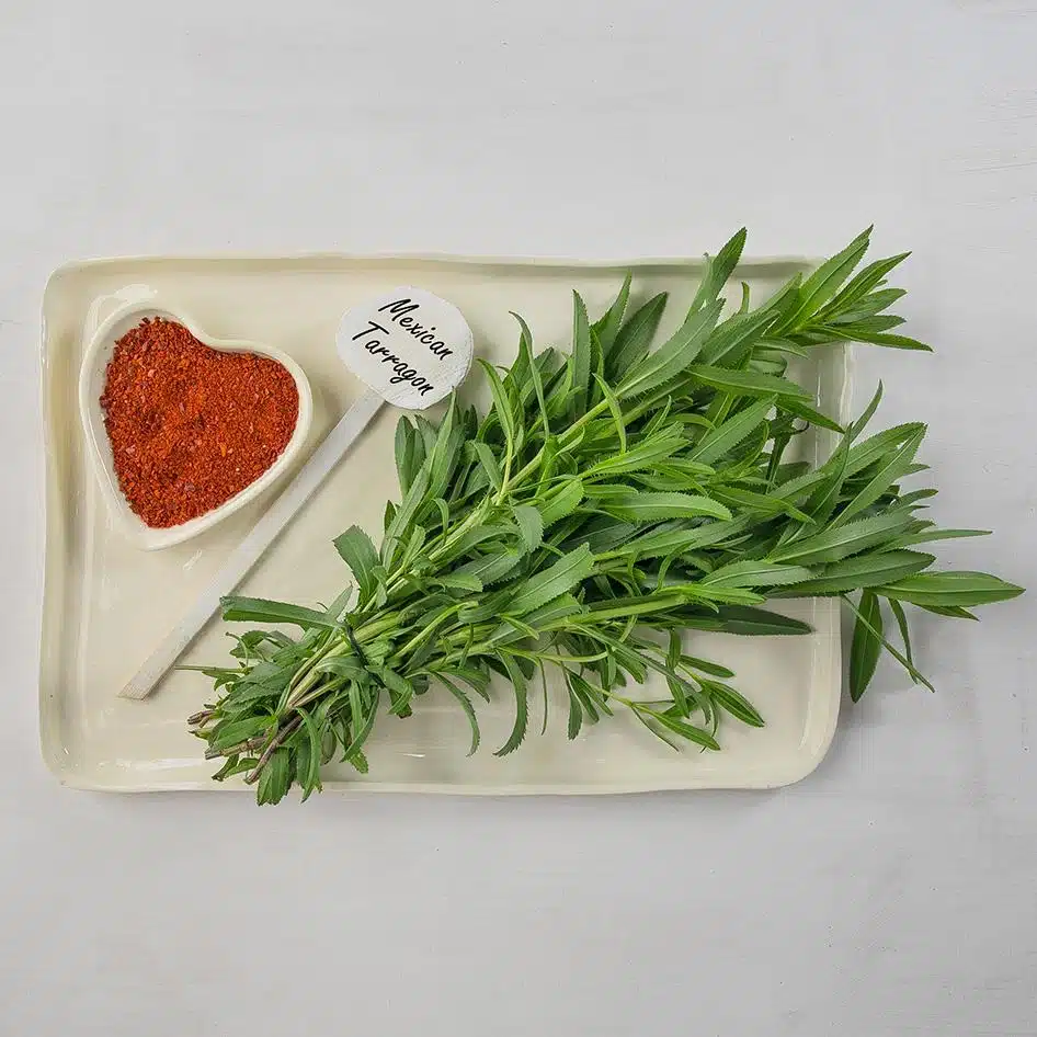 Mexican_Tarragon