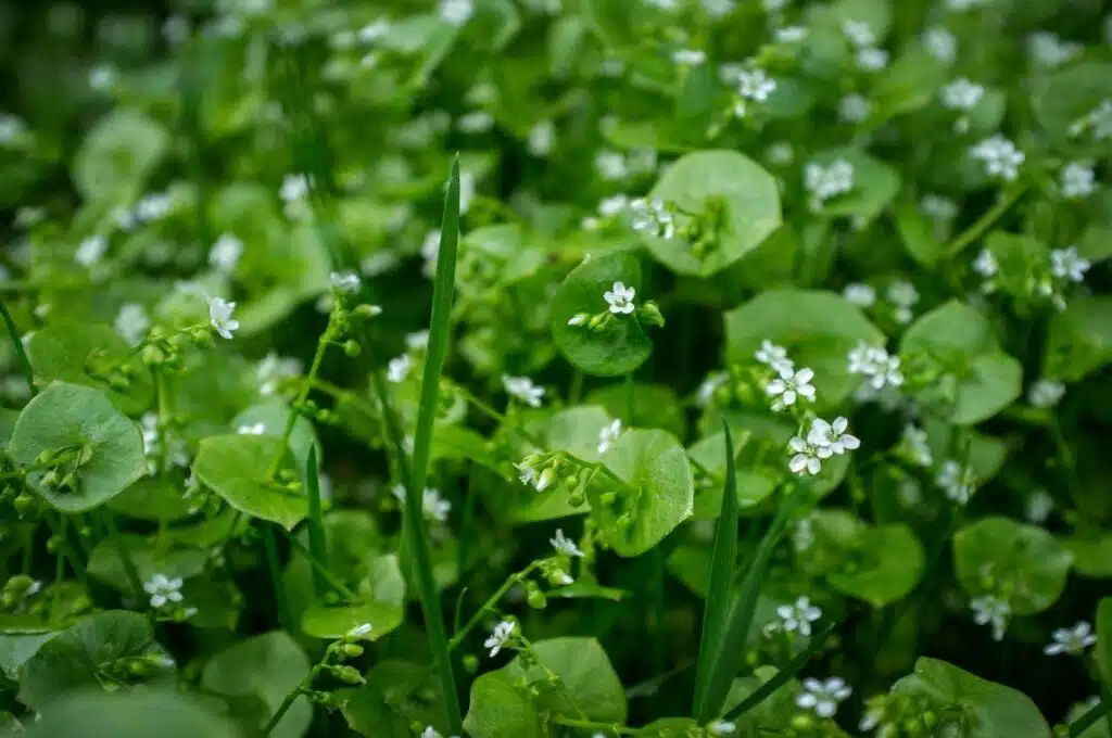 Miners_Lettuce