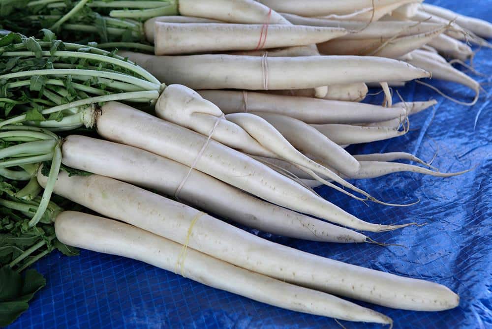 Mooli_Daikon_Radish