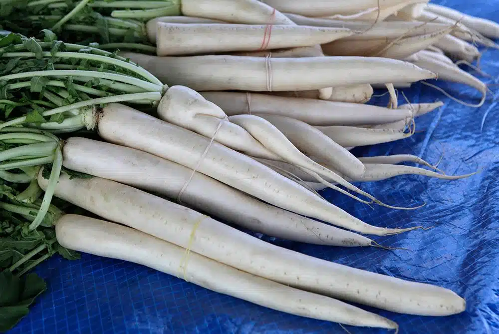 Mooli_Daikon_Radish