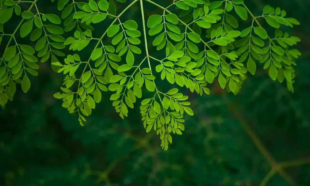 Moringa_Leaves