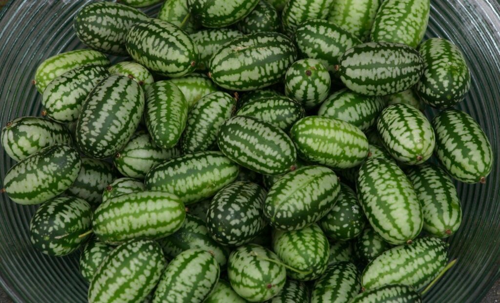 Mouse_Melon