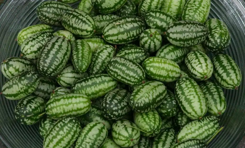 Mouse_Melon