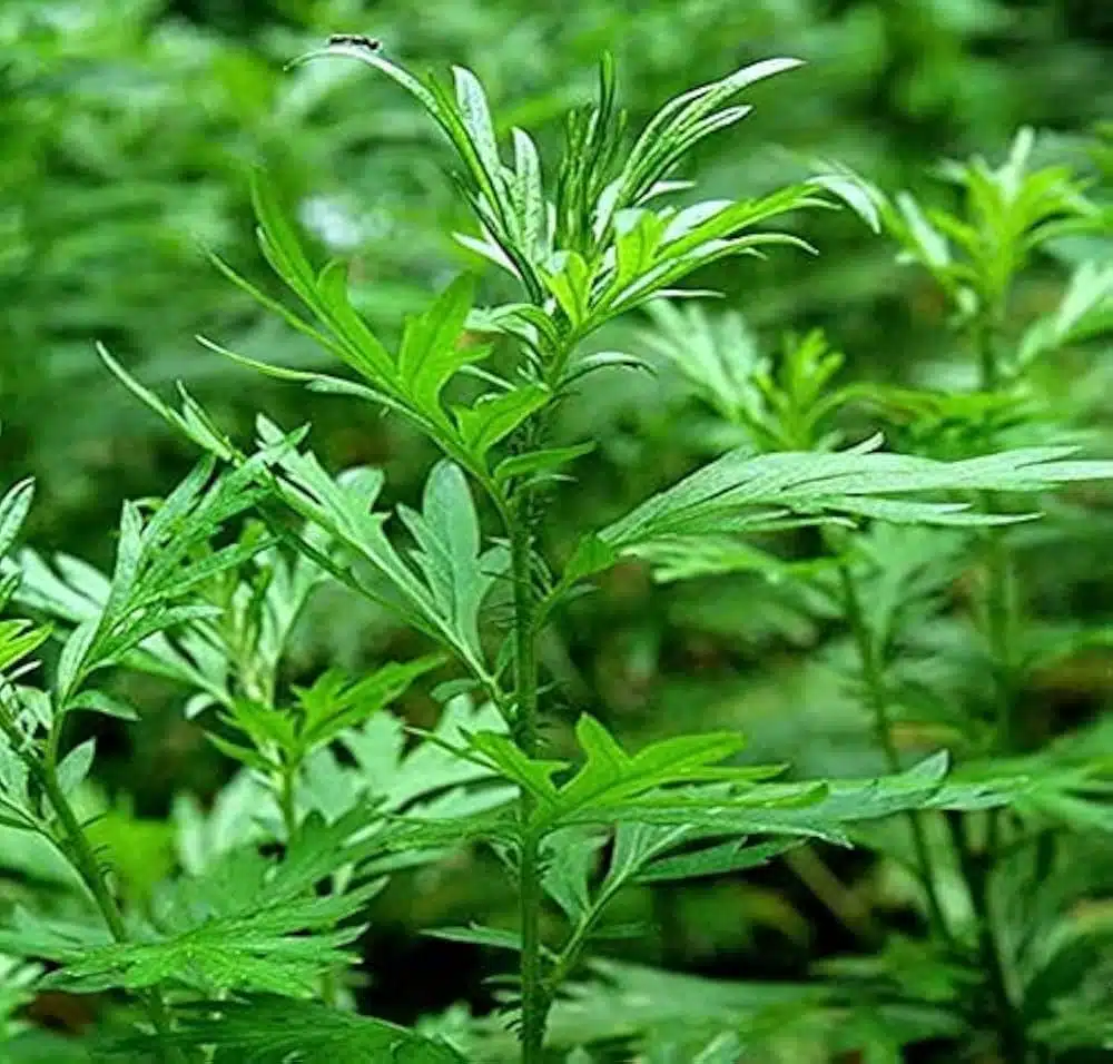 Mugwort