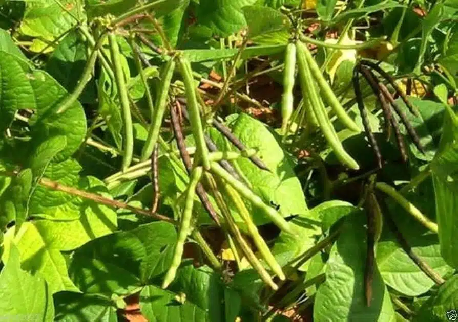 Mung_Beans