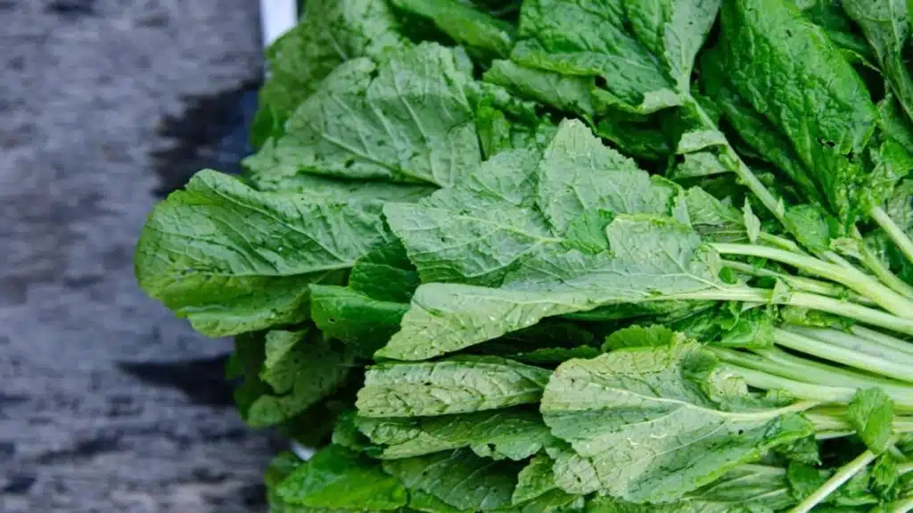 Mustard_Greens
