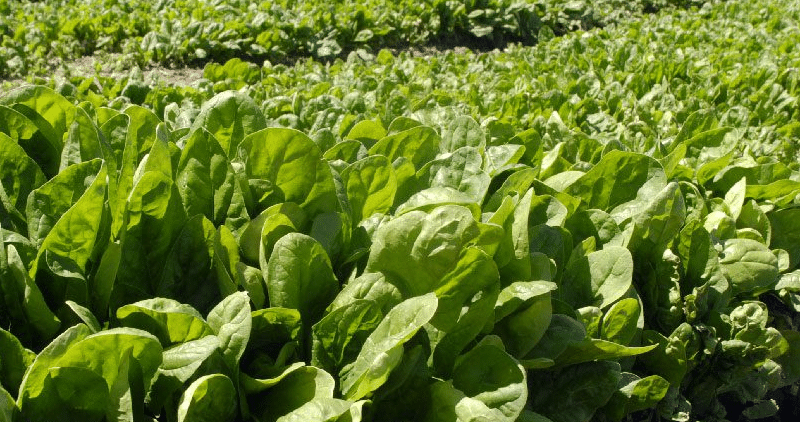 Nigerian_Spinach