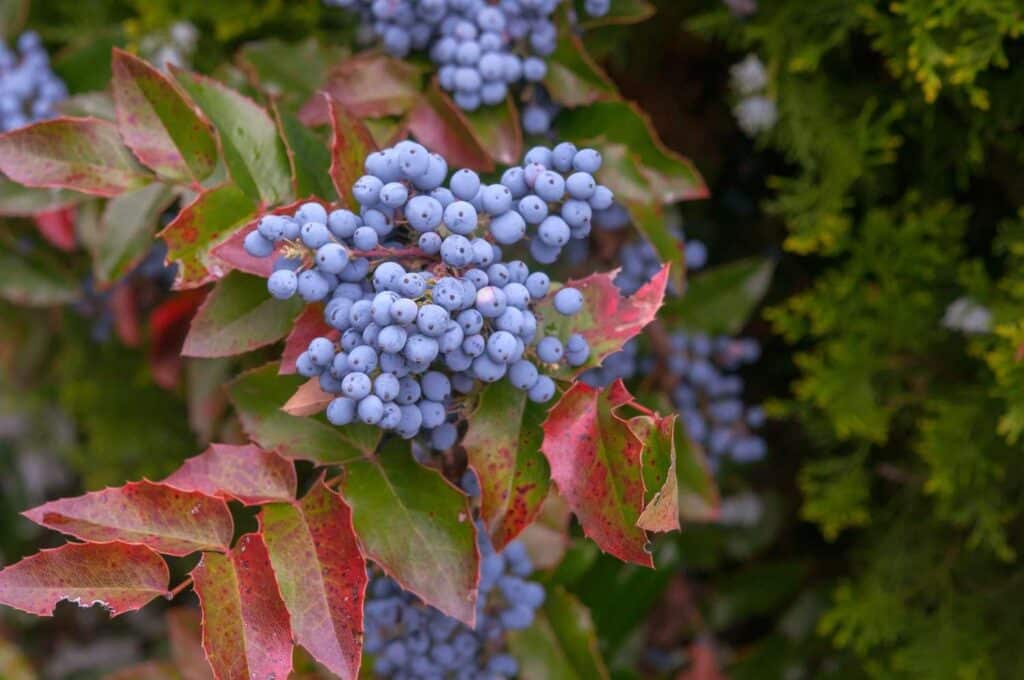 Oregon_Grape