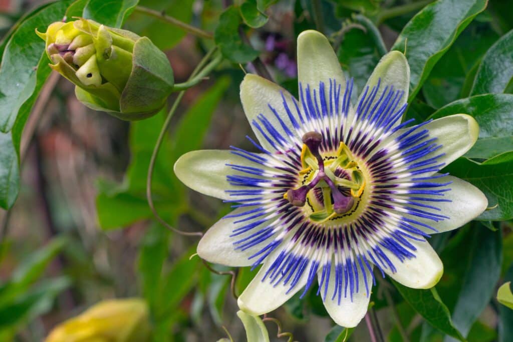 Passionflower