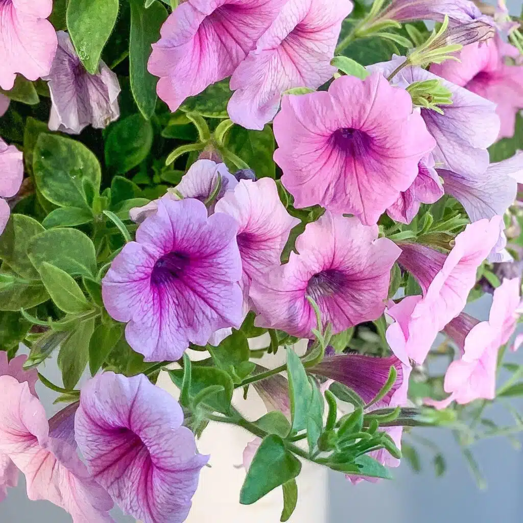 Petunia