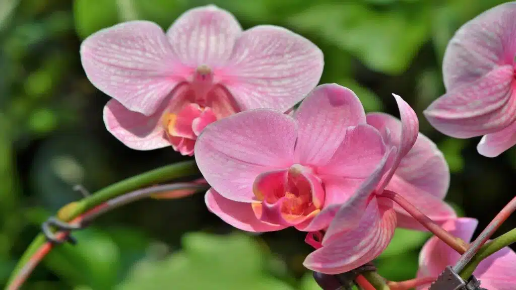 Phalaenopsis_Moth_Orchid
