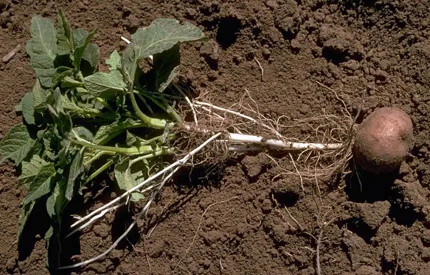 Potato_Plant