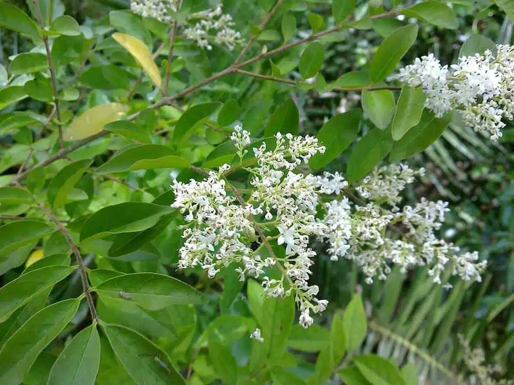 Privet