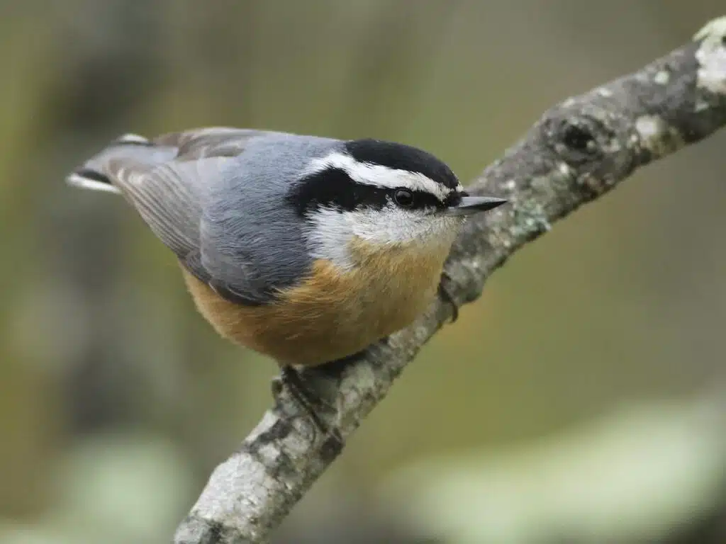 Red-breasted_Nuthatch
