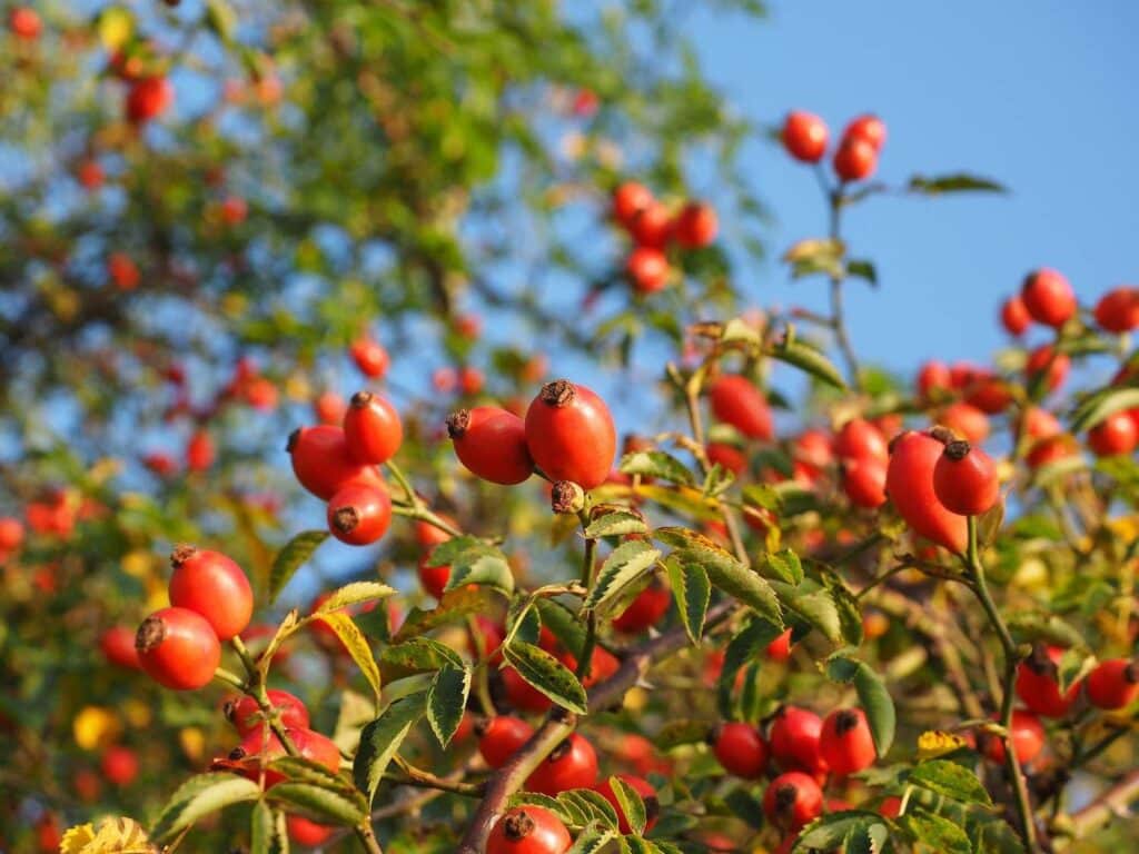 Rose_Hip