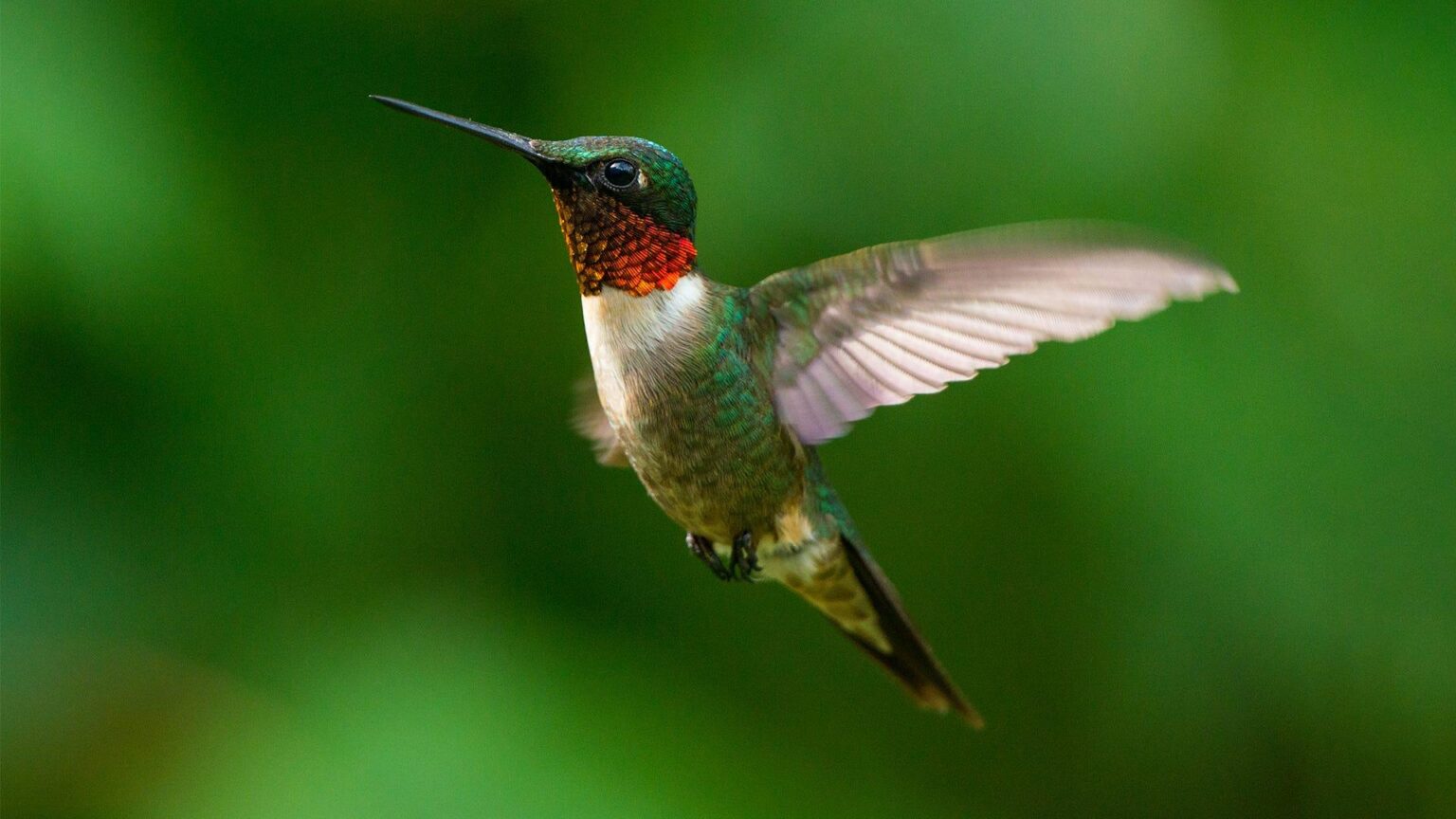 50 Birds that Start with R with Facts & Pictures - Meredith Plays