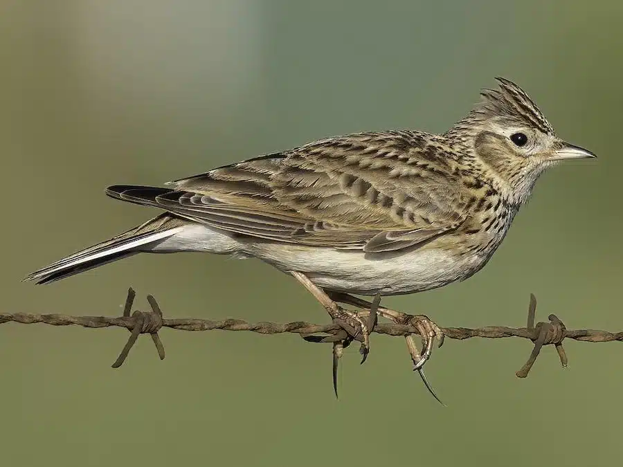 Skylark