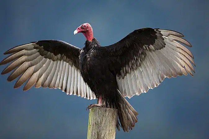 Turkey_Vulture